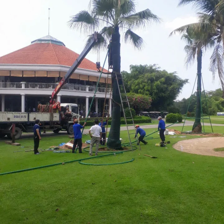 Cưa cây trong sân nhà biệt thự