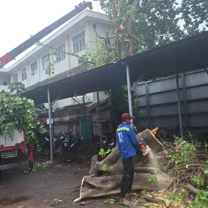 cưa cây thân to lâu năm