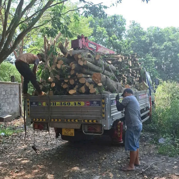 hình ảnh dọn dẹp cành cây tại quận , tphcm